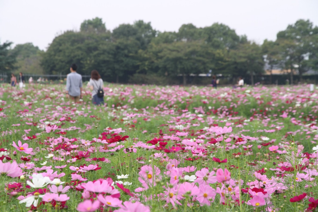 nagashima resort - nabana4